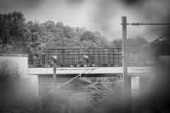 DP1_7663